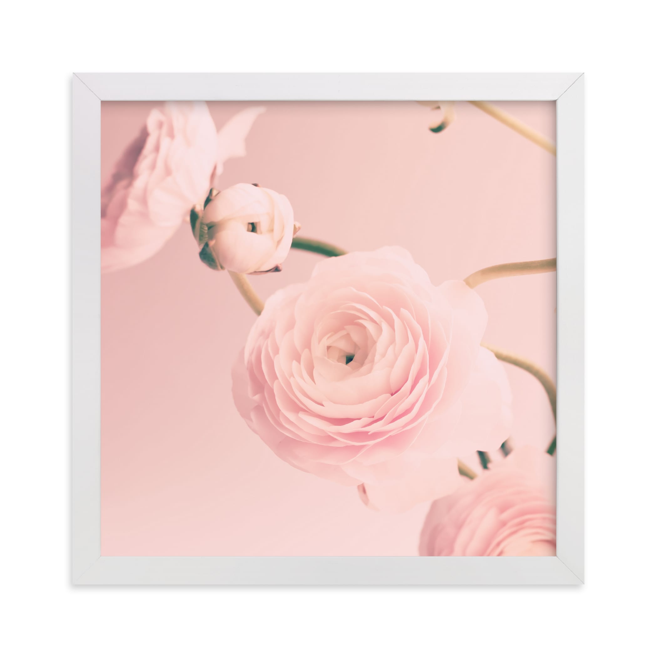"Cotton Ranunculus" - Limited Edition Art Print by Caroline Mint in beautiful frame options and a variety of sizes.
